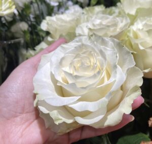 bukiet białych róż
